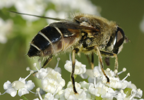 Eristalis sp?